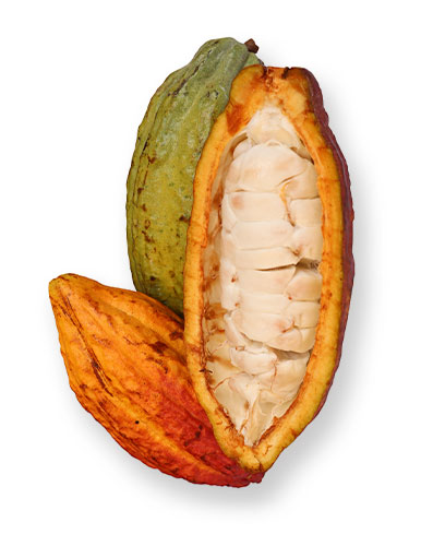 manteca de cacao